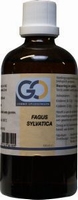 GO Fagus sylvatica 100ml