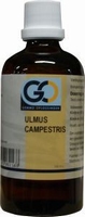 GO Ulmus campestris 100ml