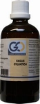GO Fagus sylvatica 100ml