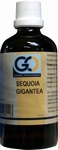 GO Sequoia gigantea 100ml