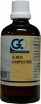 GO Ulmus campestris 100ml
